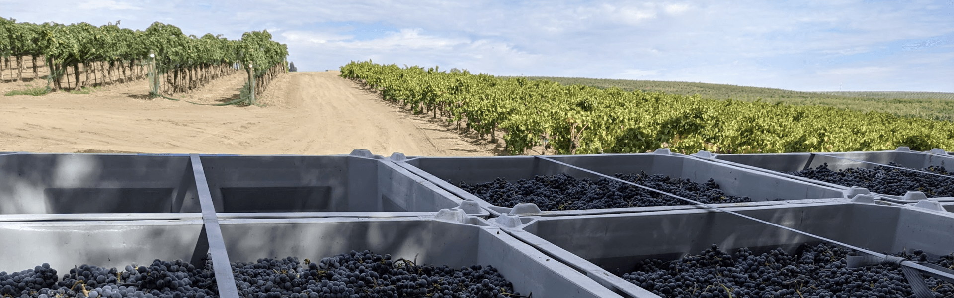 Bins of grapes