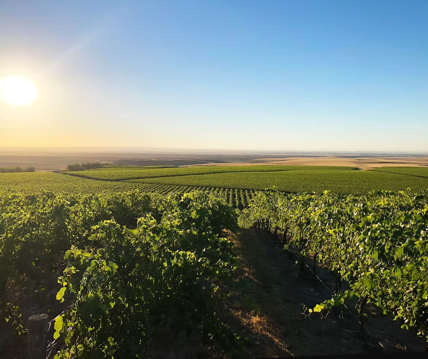 Coyote Canyon Vineyard