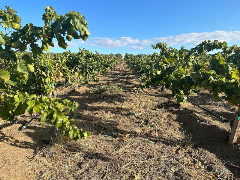 French Creek Vineyard