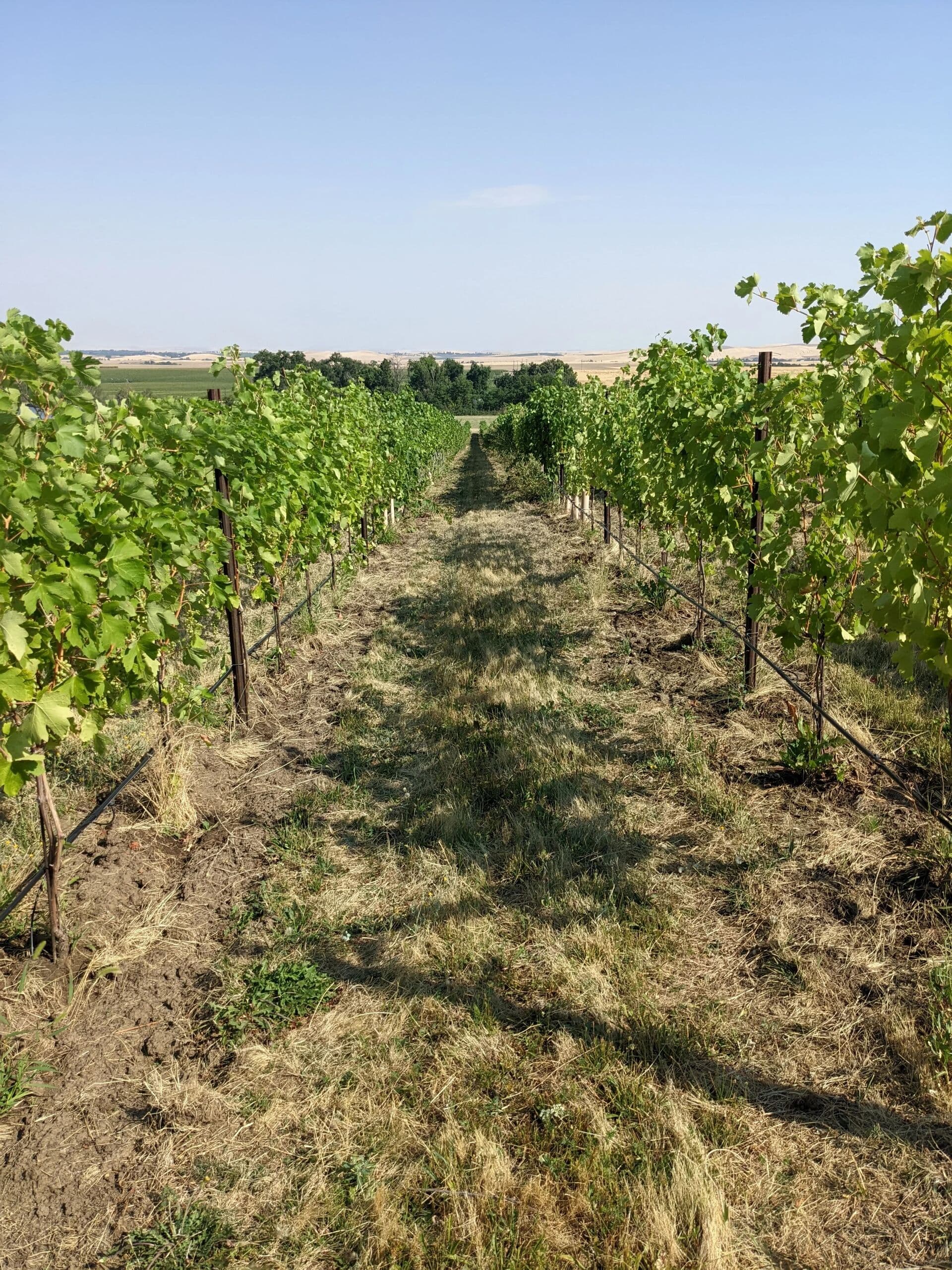 Les Collines Vineyard